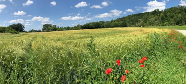 p panorama blumen feld