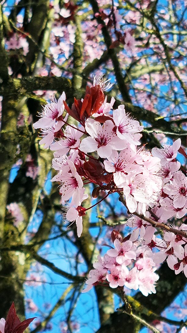 11 kirschpflaumenblüten