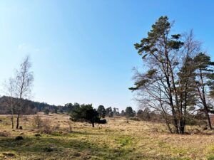 3.1 hier blühen bald die galmeiveilchen