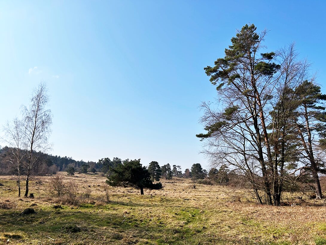 3.1 hier blühen bald die galmeiveilchen